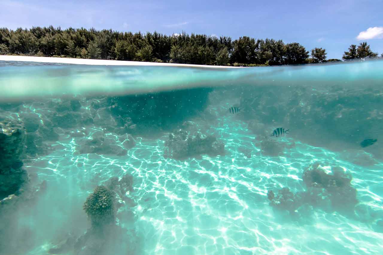 Snorkelling in Mnemba