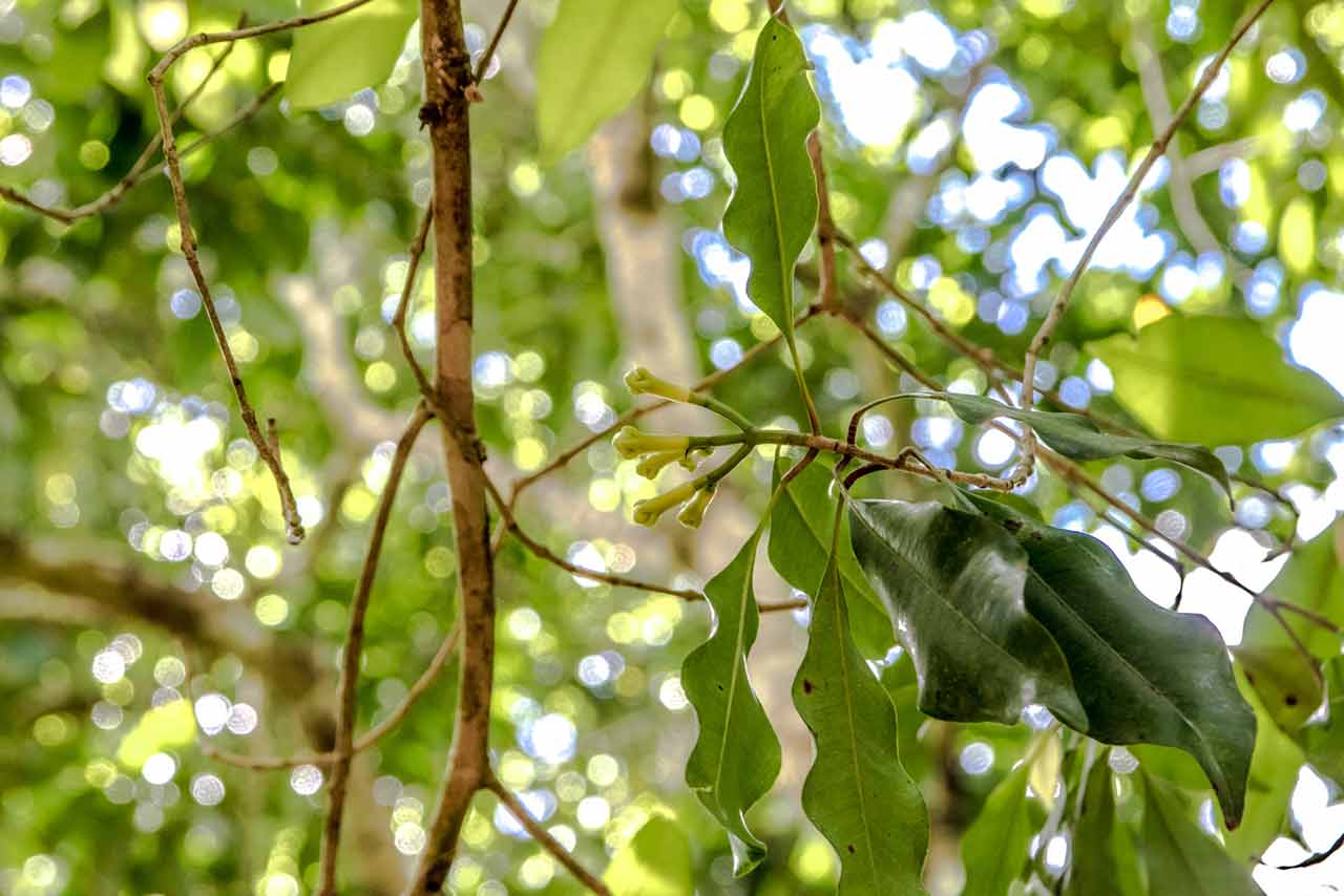 Cloves tree