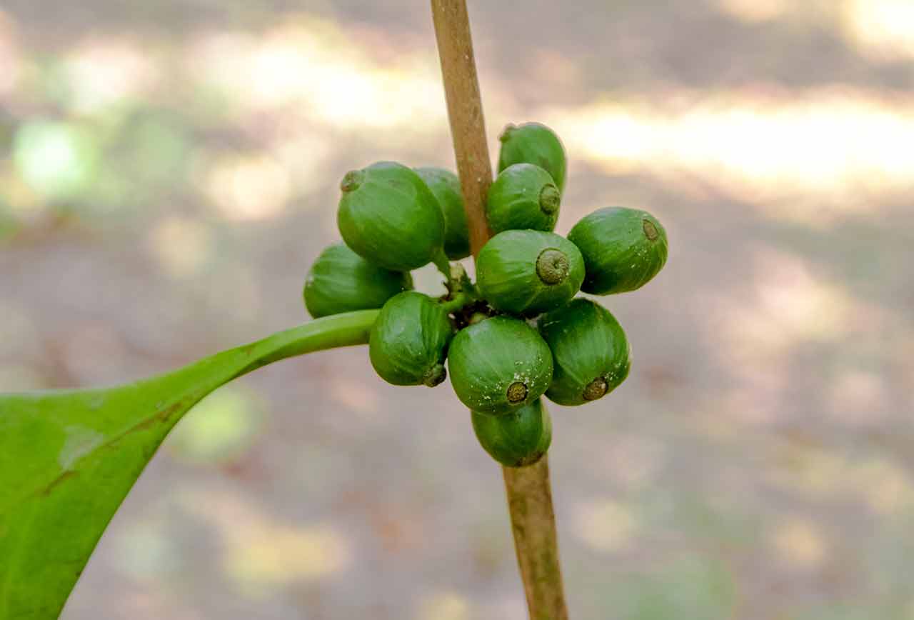 Pepper tree